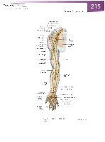 Sobotta Atlas of Human Anatomy  Head,Neck,Upper Limb Volume1 2006, page 222